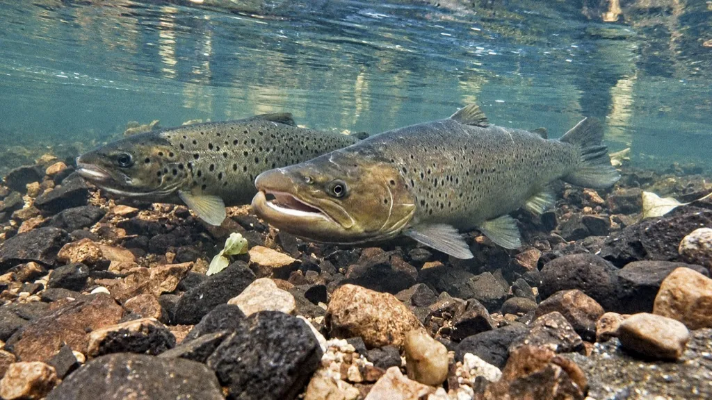 Två öringar simmar över en stenbotten i klart, strömmande vatten.